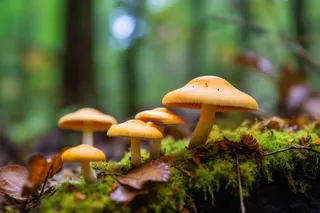 生长在苔藓的蘑菇摄影图