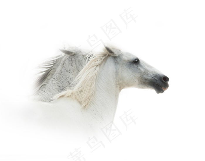 两个漂亮的白色马头高清摄影