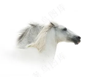 两个漂亮的白色马头高清摄影