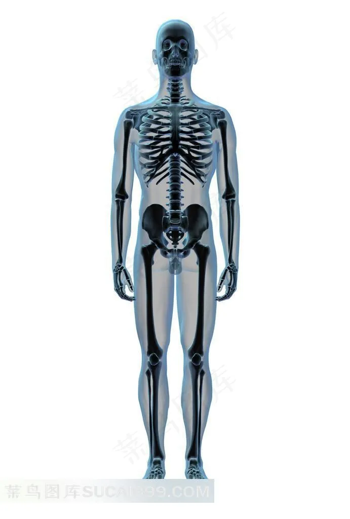 站立的人体骨骼透视图
