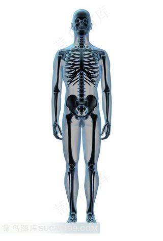 站立的人体骨骼透视图
