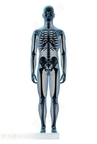 站立的人体骨骼透视图