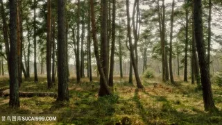 森林草地美景壁纸