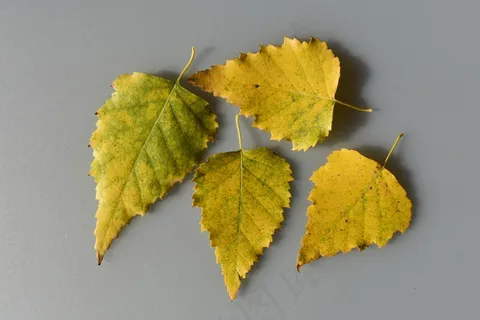 泛黄叶子素材图片 泛黄叶子素材图片