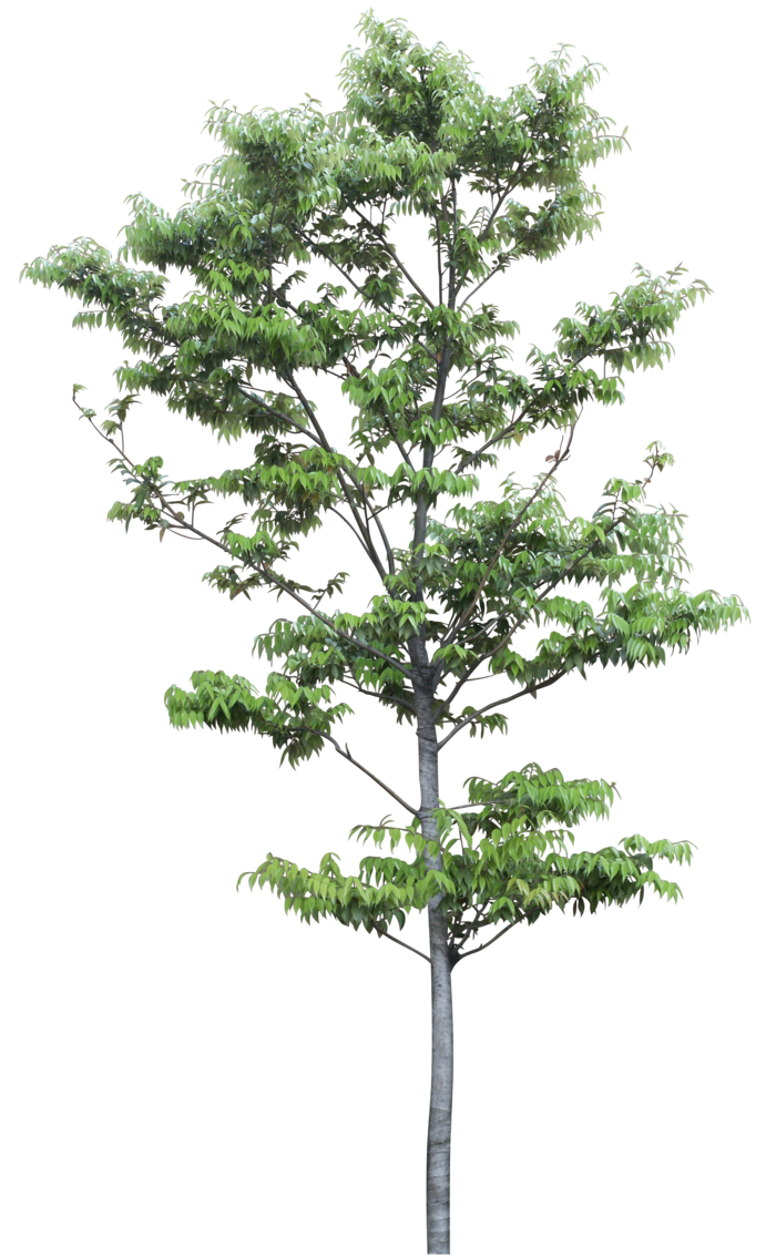 高清树木素材 免抠PSD植物素材 美术绘画园林贴图 树草灌木花草