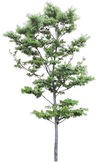 高清树木素材 免抠PSD植物素材 美术绘画园林贴图 树草灌木花草