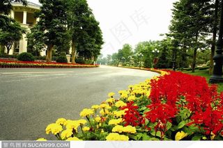 马路边的黄色菊花和红色串串红园林景观