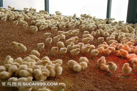 可爱小鸡图片素材