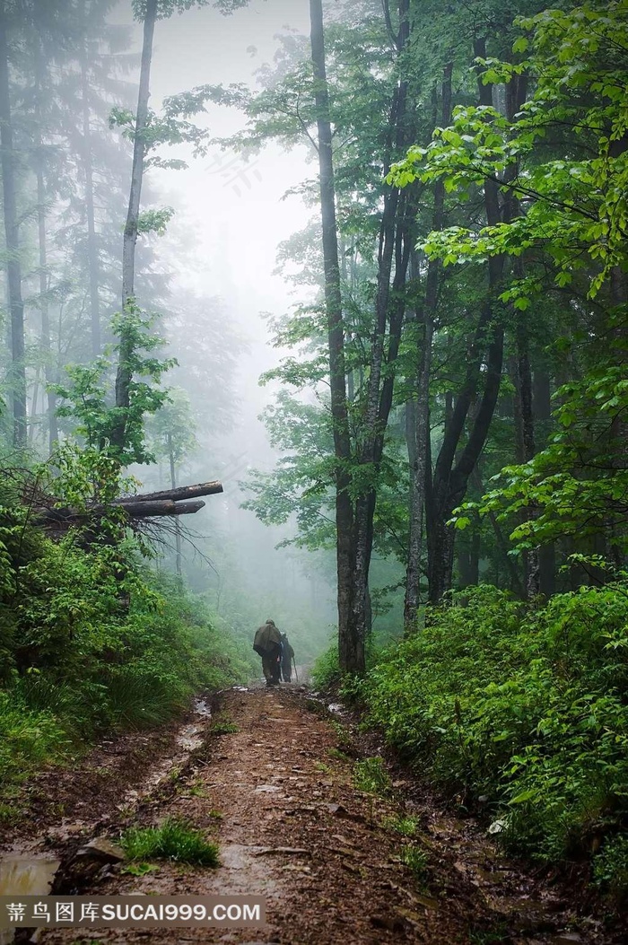 茂密的树林和林间小道风景图片