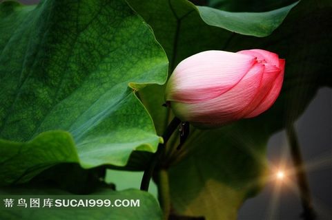 高清唯美荷花图片