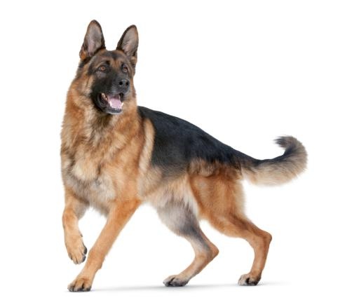 德国牧羊犬 PNG免抠(1000x856)