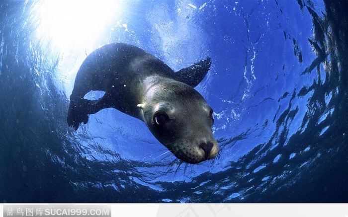 可爱的海狮