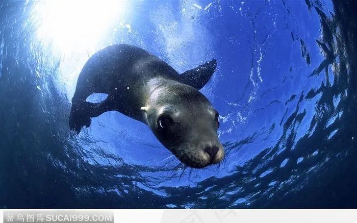 可爱的海狮