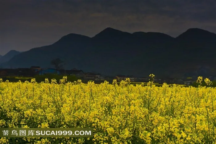 春天油菜花与古村风景