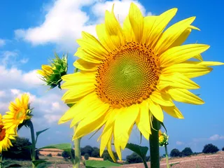 向日葵花朵图片下载