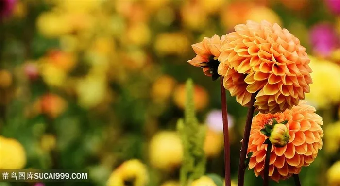 高清大丽花鲜花图片