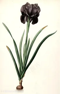 时尚花卉高清插画