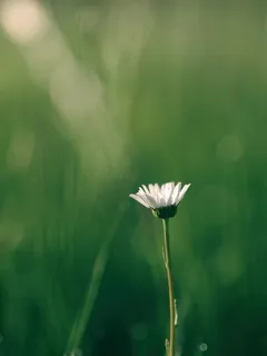绿色聊天背景图片 绿色聊天背景图片