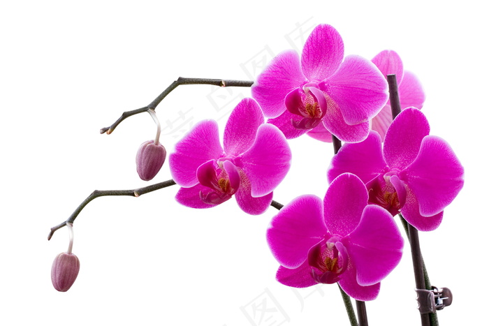 幽香兰花图片