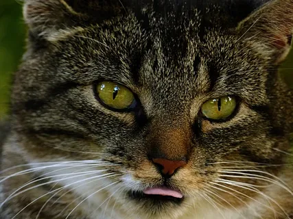 猫咪头部特写高清图片 猫咪头部特写高清图片