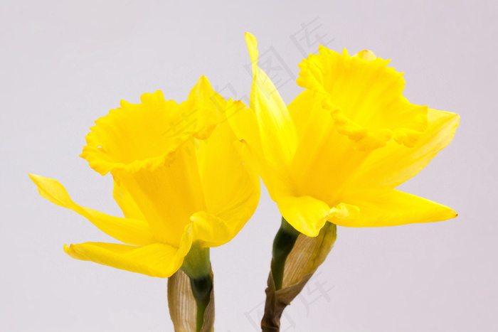 黄色水仙花瓣图片