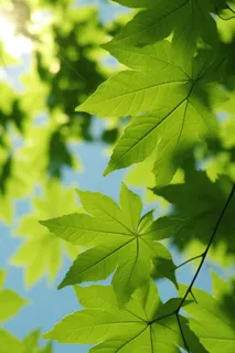 阳光树叶透光图