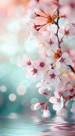 春天浪漫花朵白色樱花，立春春分惊蛰摄影图