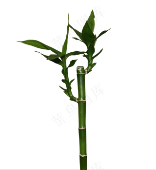 PNG 绿色竹子 