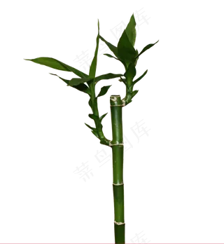 PNG 绿色竹子 