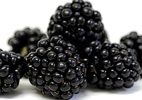 黑莓免抠素材 (1)