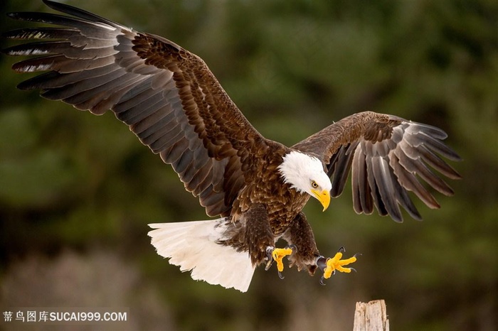 山庄飞翔的老鹰图片鸟图片