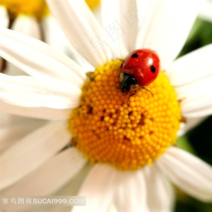 白菊花和七星瓢虫高清大图