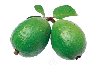 番石榴免抠素材 (33)