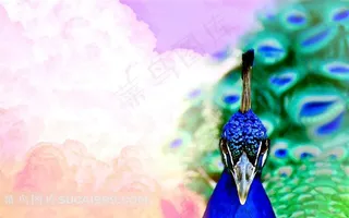 漂亮的孔雀摄影