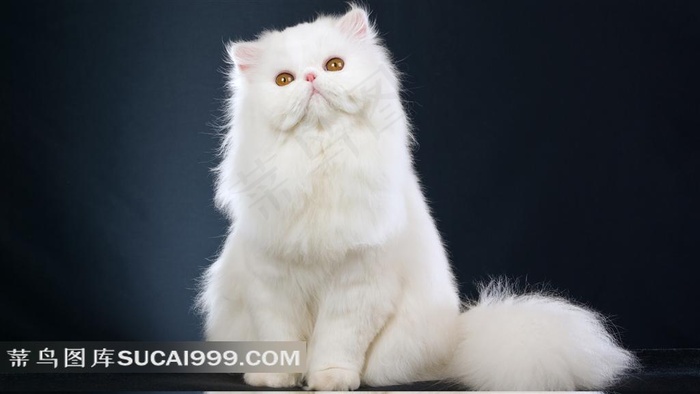 可爱的白色波斯猫图片
