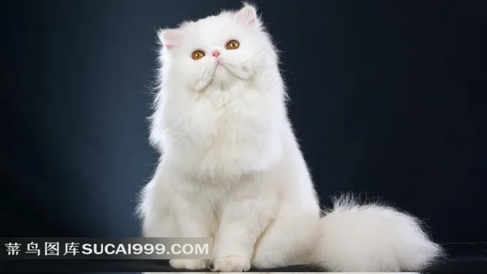 可爱的白色波斯猫图片