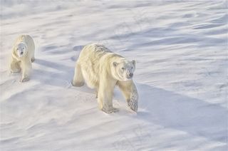 冰雪上两头大的北极熊图片