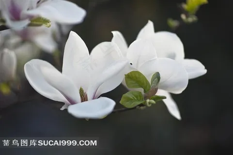 漂亮的白色玉兰花摄影素材 漂亮的白色玉兰花摄影素材