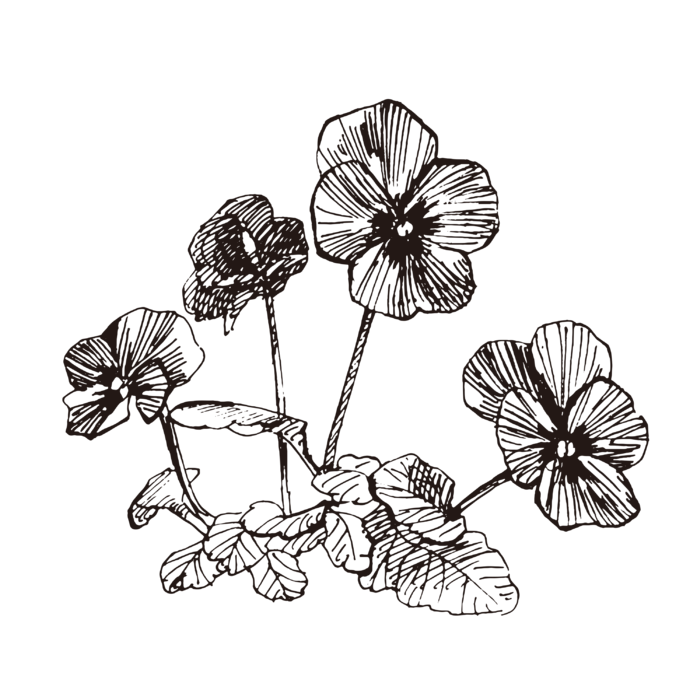 线条草本花卉手绘植物-紫罗兰