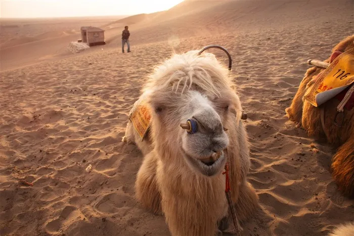沙漠中的骆驼素材大图