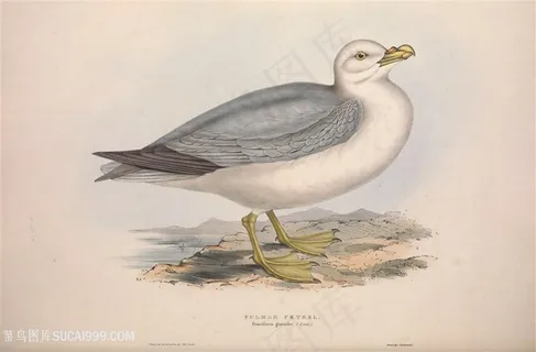 鸟类高清彩绘插画