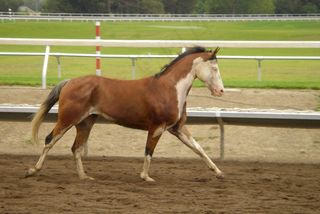 赛场骏马图片下载