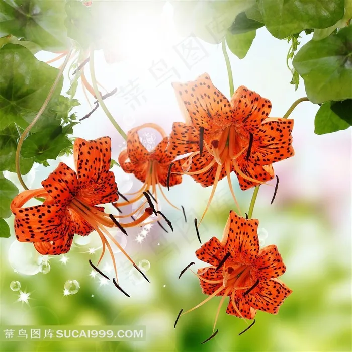 高清花卉摄影