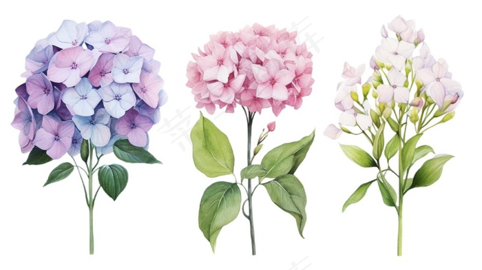 绣球花插画免抠(1456x816)