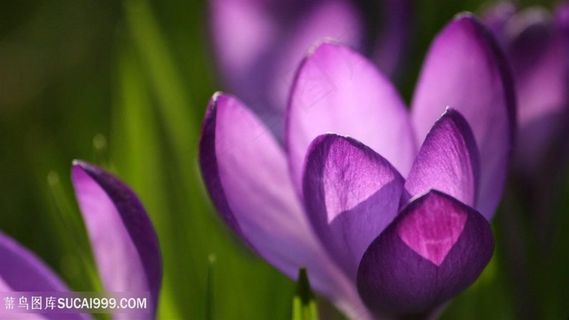 紫色花卉花朵壁纸