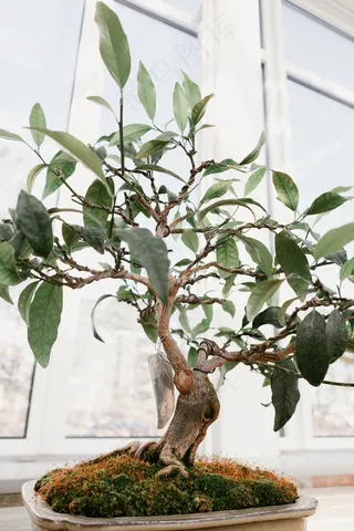 小叶榕树盆景图片欣赏