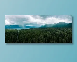 绿色茂密的树林图片