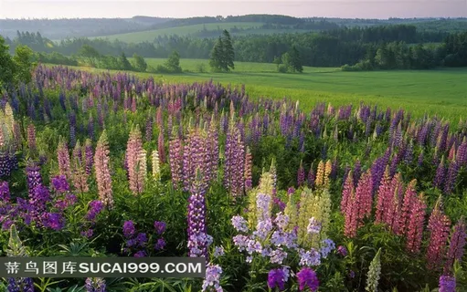 迷人田园风景摄影素材