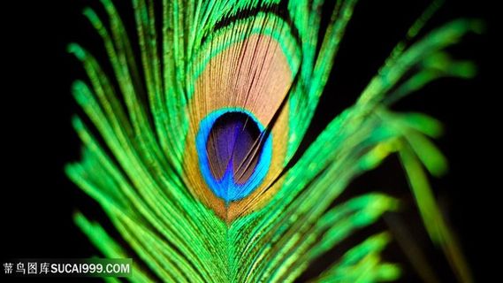 孔雀毛唯美壁纸