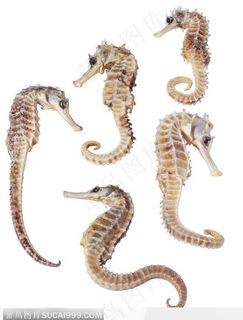 药材 中药 中草药 中医药 海马